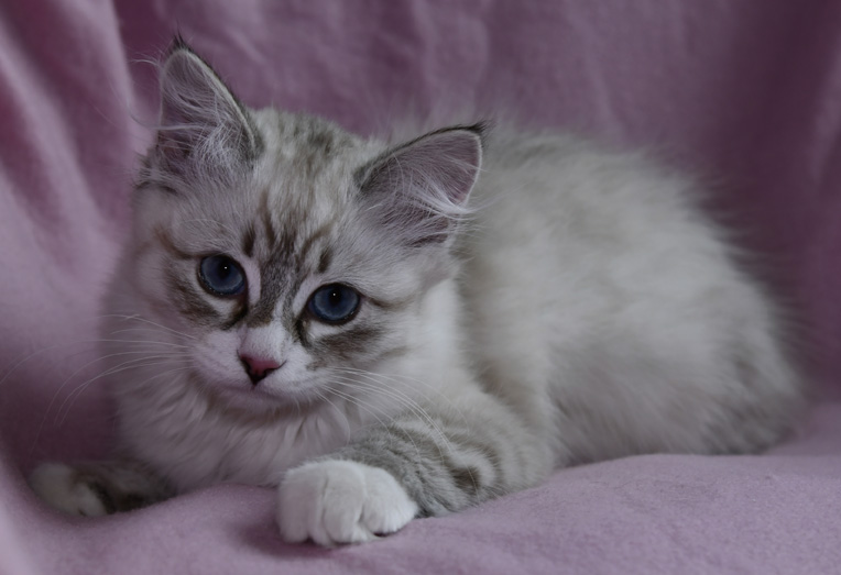 Sibirisk katt Kallisto